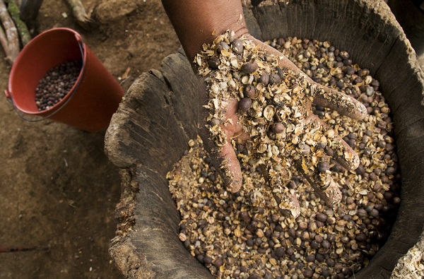 Coffee beans in Nicaragua (Diego Cupolo)