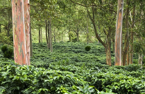 Coffee field in Costa Rica (Diego Cupolo) 