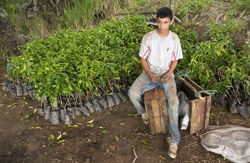 Coffee Grower In Ecuador