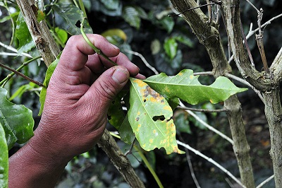 Coffee  Rust in Colombia