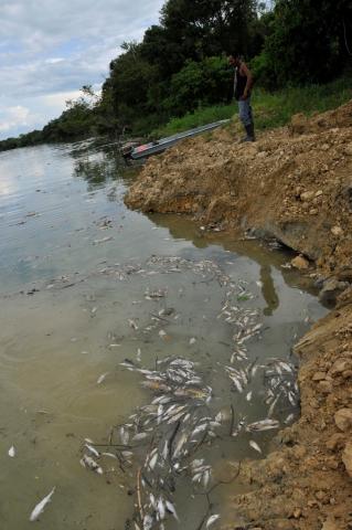 Second major spill that occurred in the Pasion river from REPSA’s palm oil production activities, Peten, Guatemala, June 9, 2015. CDVN